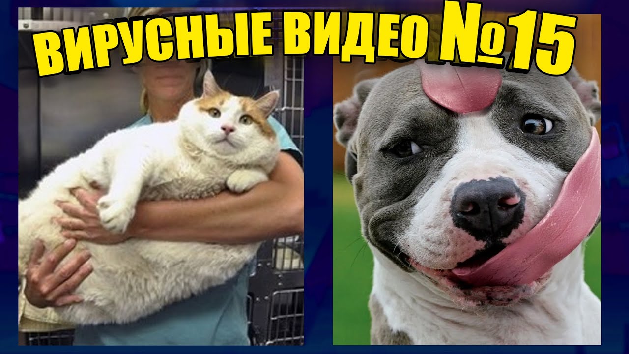 ВИРУСНЫЕ ВИДЕО / Подборка смешные животные №15