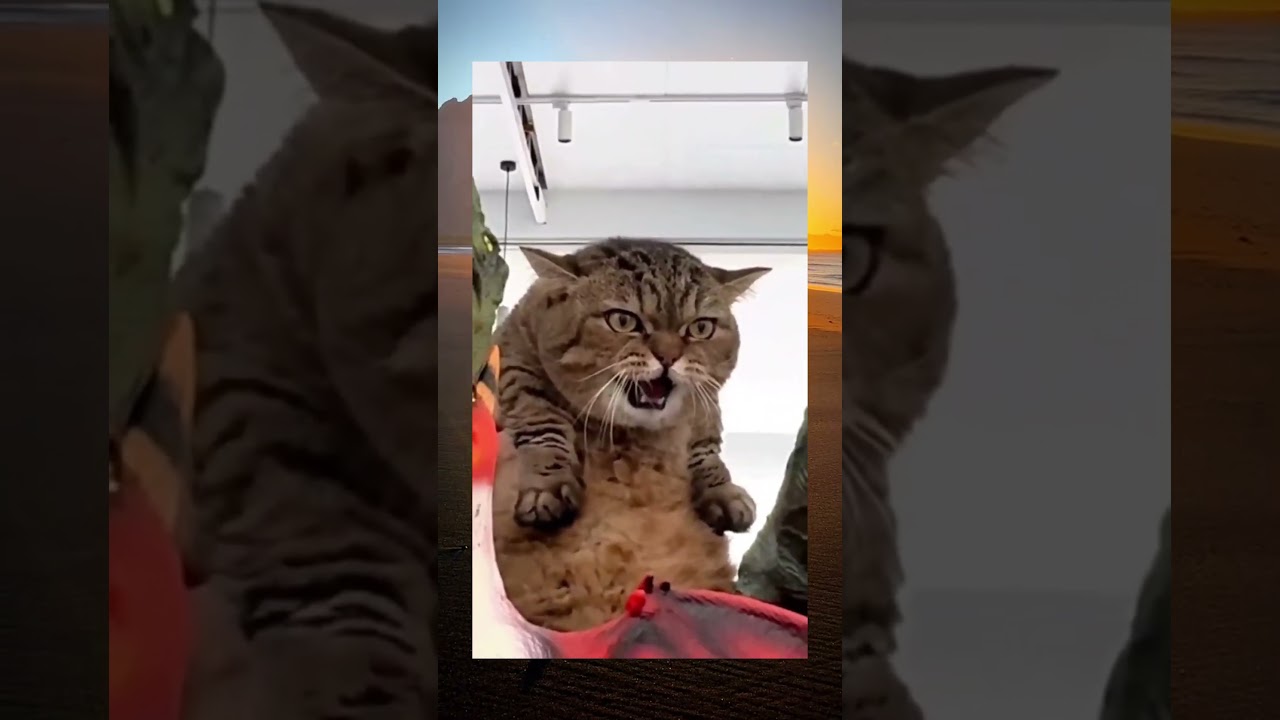 Смешные видео | Смешные коты | Приколы с животными | Вирусные видео | С ОЗВУЧКОЙ |  cat  trending