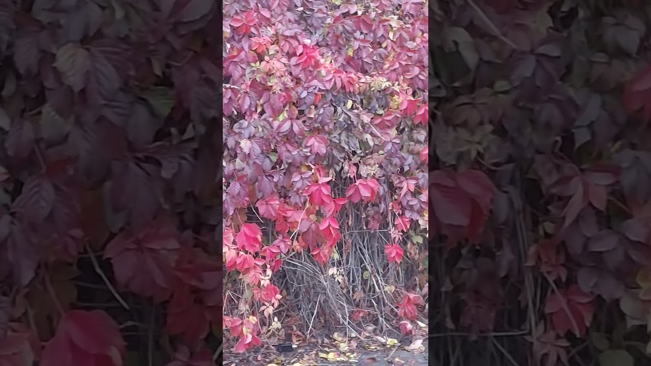 Ноябрь 2025 г. осень россия музыка любовь