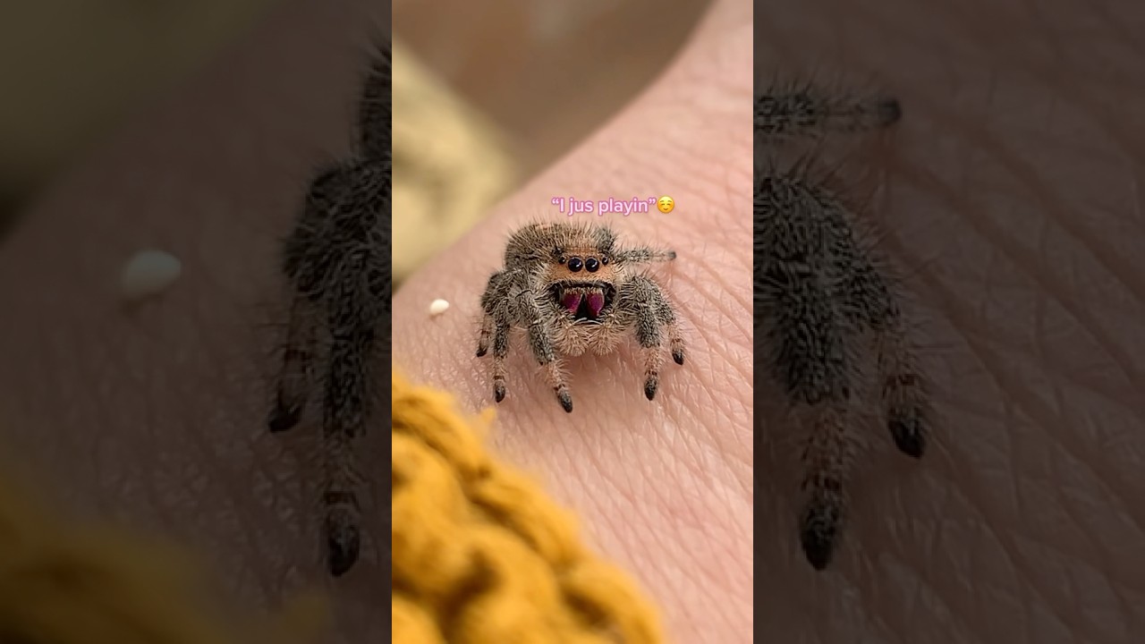 Have you met Honey???🤗 #jumpingspider #honeythejumpingspider #nature #tianathebuglady
