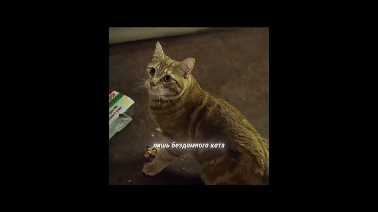 Рождество кота Боба | 2020 г. кино фильм фильмы miove сериал movie  film пересказфильма