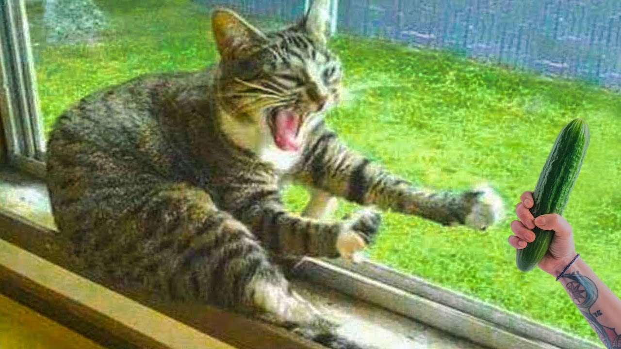 ПРИКОЛЫ С ЖИВОТНЫМИ ДО СЛЕЗ / Смешные КОТЫ 2021 / Приколы с КОТАМИ / Funny ANIMALS video 22