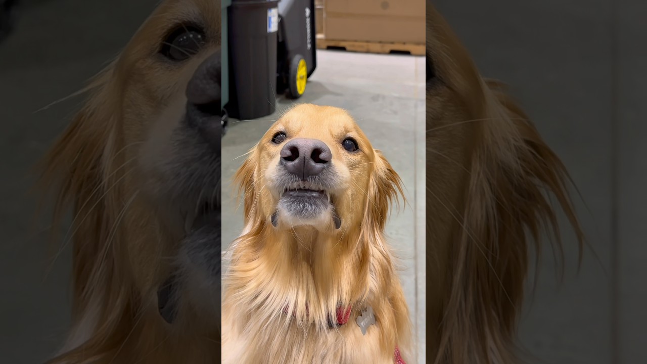 Halloween Prank Revenge!