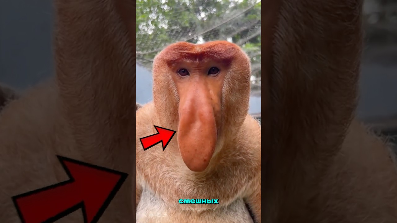 ТОП 5 САМЫХ СМЕШНЫХ И ОДНОВРЕМЕННО УЖАСАЮЩИХ ЗВУКОВ ЖИВОТНЫХ В МИРЕ!? 🤣 😰