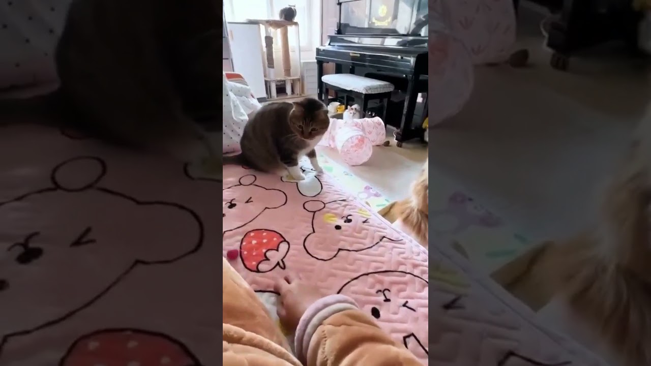 Видео о животных из интернет 227 cat смешновидео funny