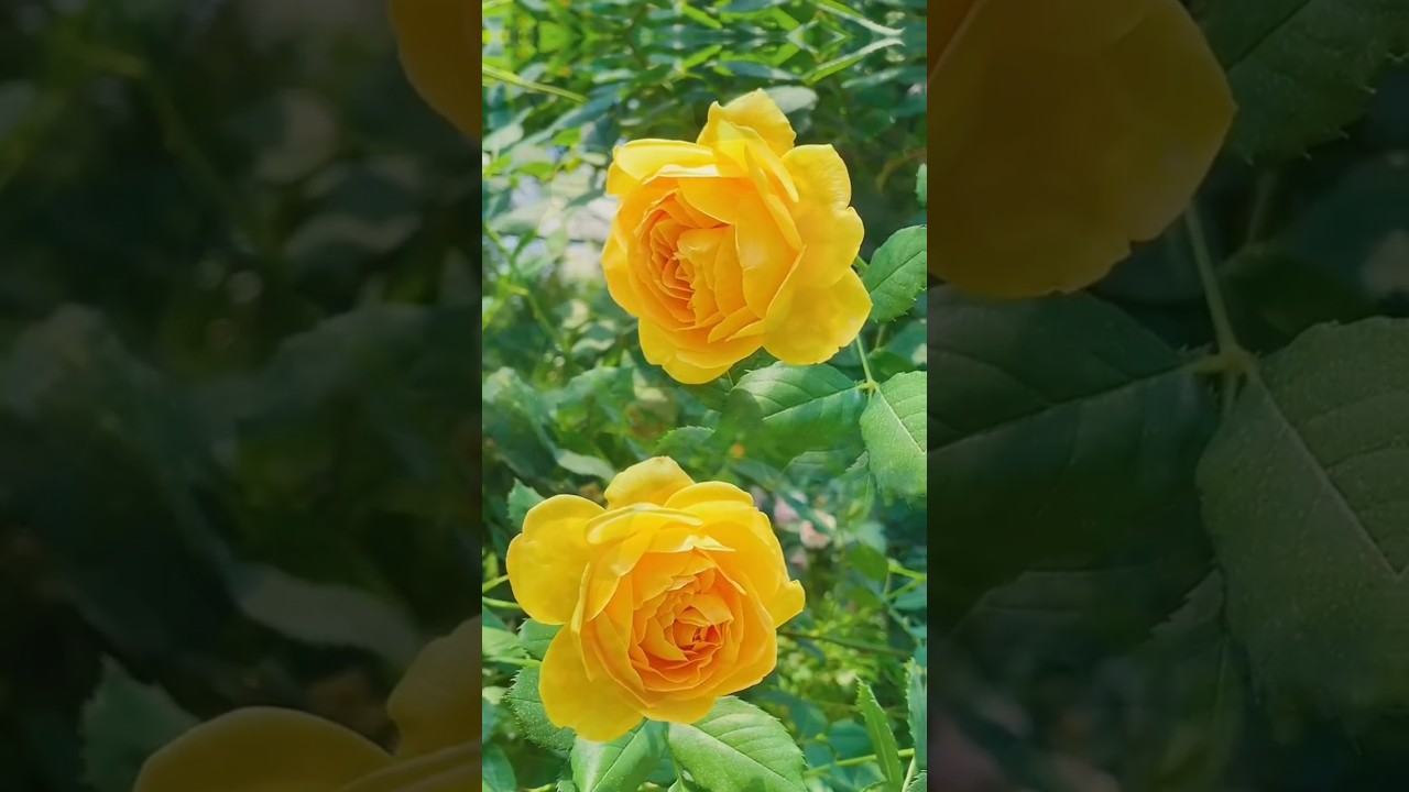 #shortvideo #nature #flowers #rose #song #love