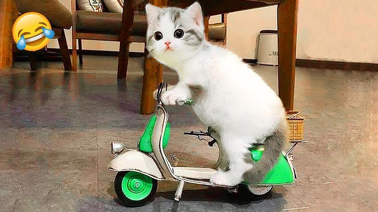 君が笑ったら君の負け 😹🤣 2025年の最も面白い犬と猫たち😹