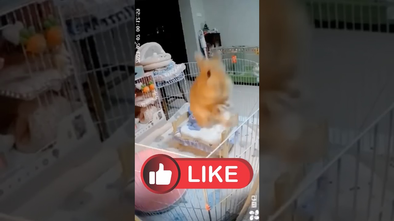 Смешные кролики. Часть 3 🐰 кролики кролик bunny животные funnypets kaninchen kani funnybunny