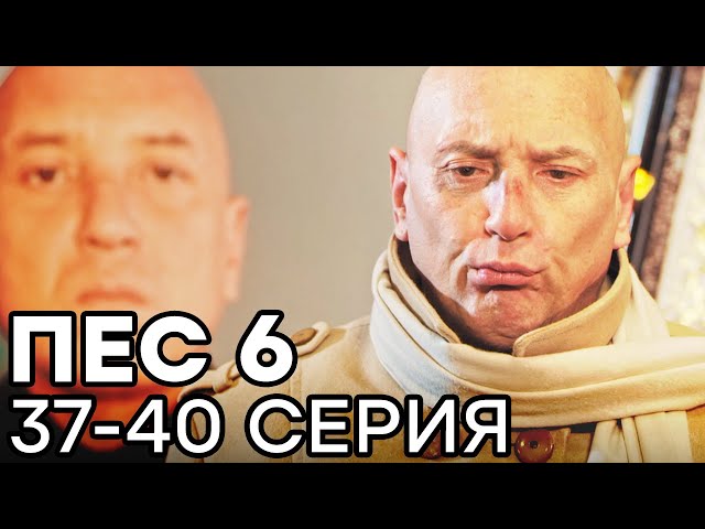 Сериал ПЕС 6 СЕЗОН - 37 - 40 серия - ВСЕ СЕРИИ ПОДРЯД | СЕРИАЛЫ ICTV