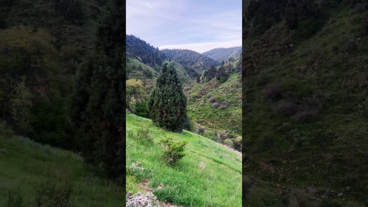 Qurama tog’ tizmasi #mountains #туристуз #nature #турыонлайн #visituzbekistan #travel