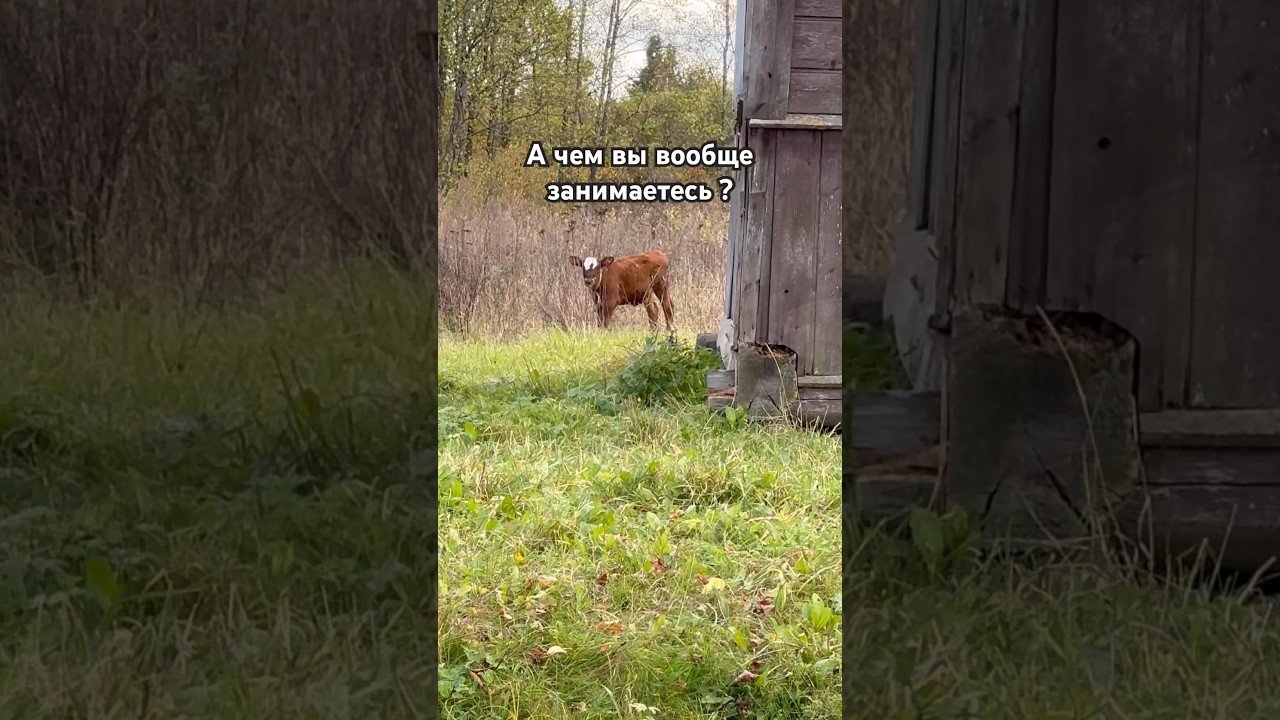 Юмор смешные животные позитивное видео деревня мотивация цитаты motivationfunnyvideofunshorts