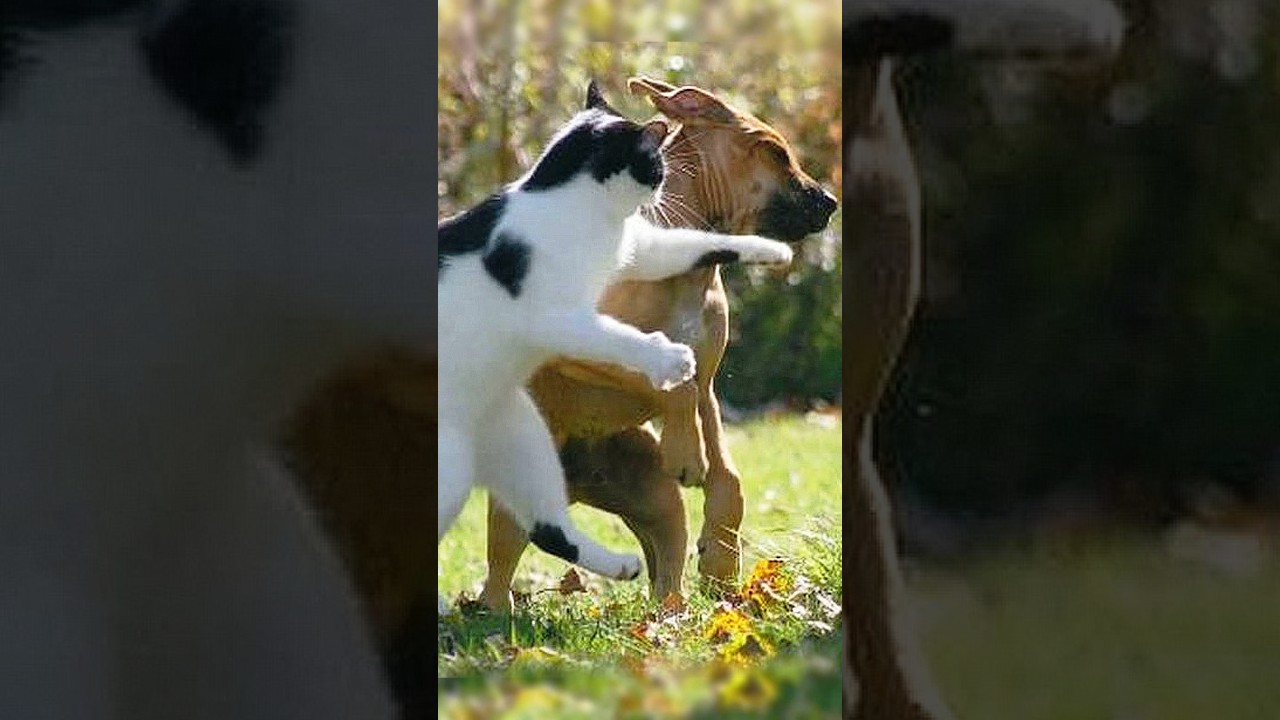 На это можно смотреть ВЕЧНО!! Смешные Кошки и Собаки! 😂 Shorts funny