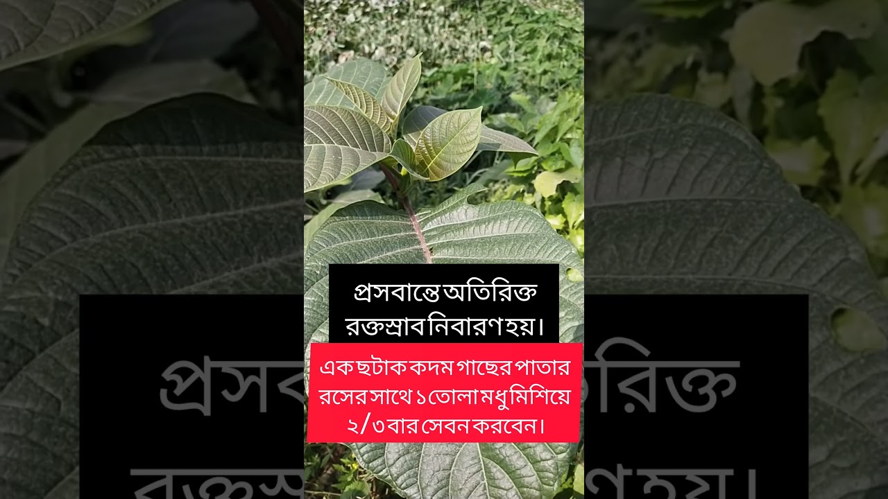 কদম পাতা #vairlvlogs #trending #nature #vairlvidoe #garden #plants #natural #shorts #shots #reels
