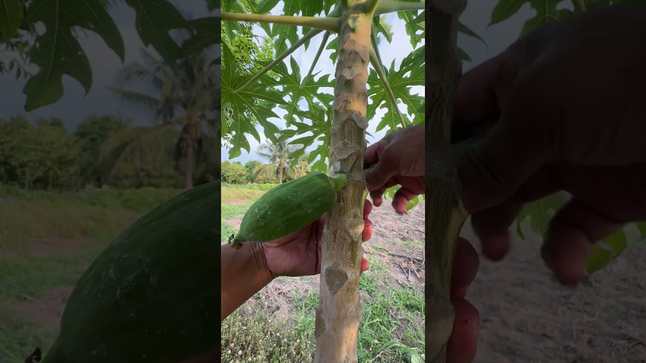 Papaya Grafting Techniques  #plantgrafting #garden #nature #fruittree #fruitgrafting #Papayagrafting