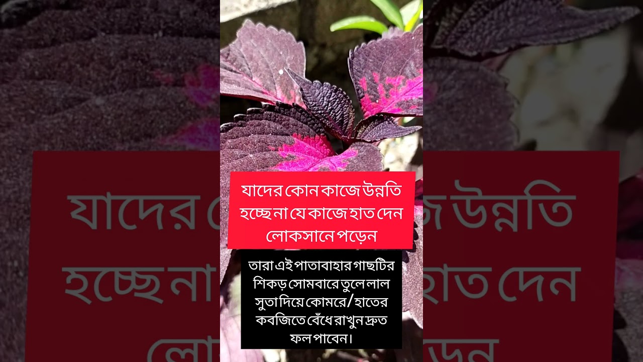 লাল পাতাবাহর #vairlvlogs #nature #vairlvidoe #garden #plants #trending #natural #shorts #reels #yt