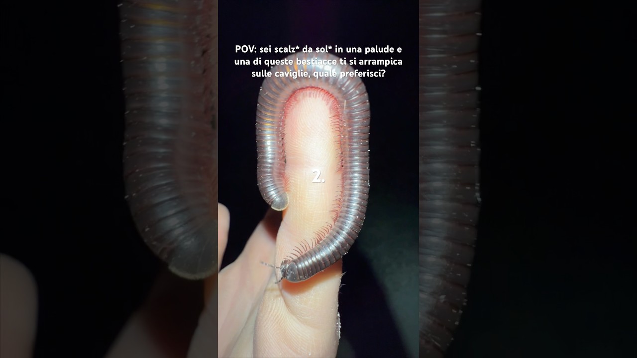 quale scegli? #animali #insetti #palude #massele #selvatico