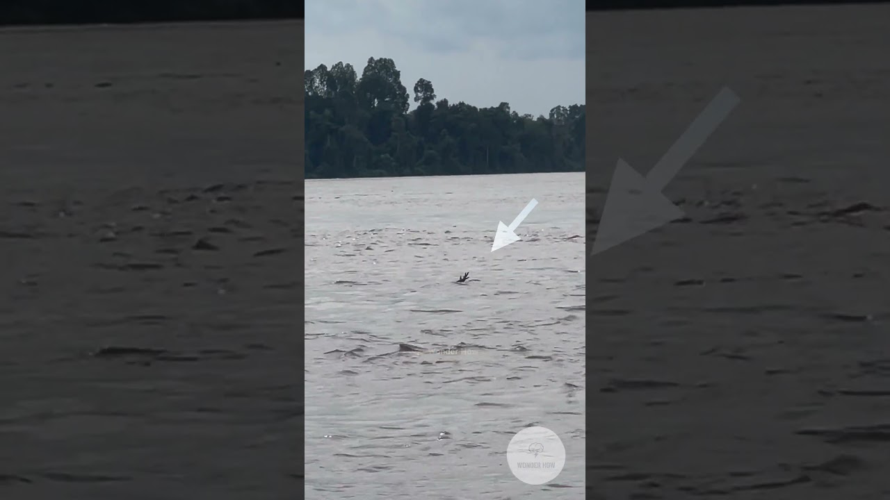 Crocodile ACTOR ! #wildlife #nature #crocodile #interesting #facts #amazing #funny #dangerous