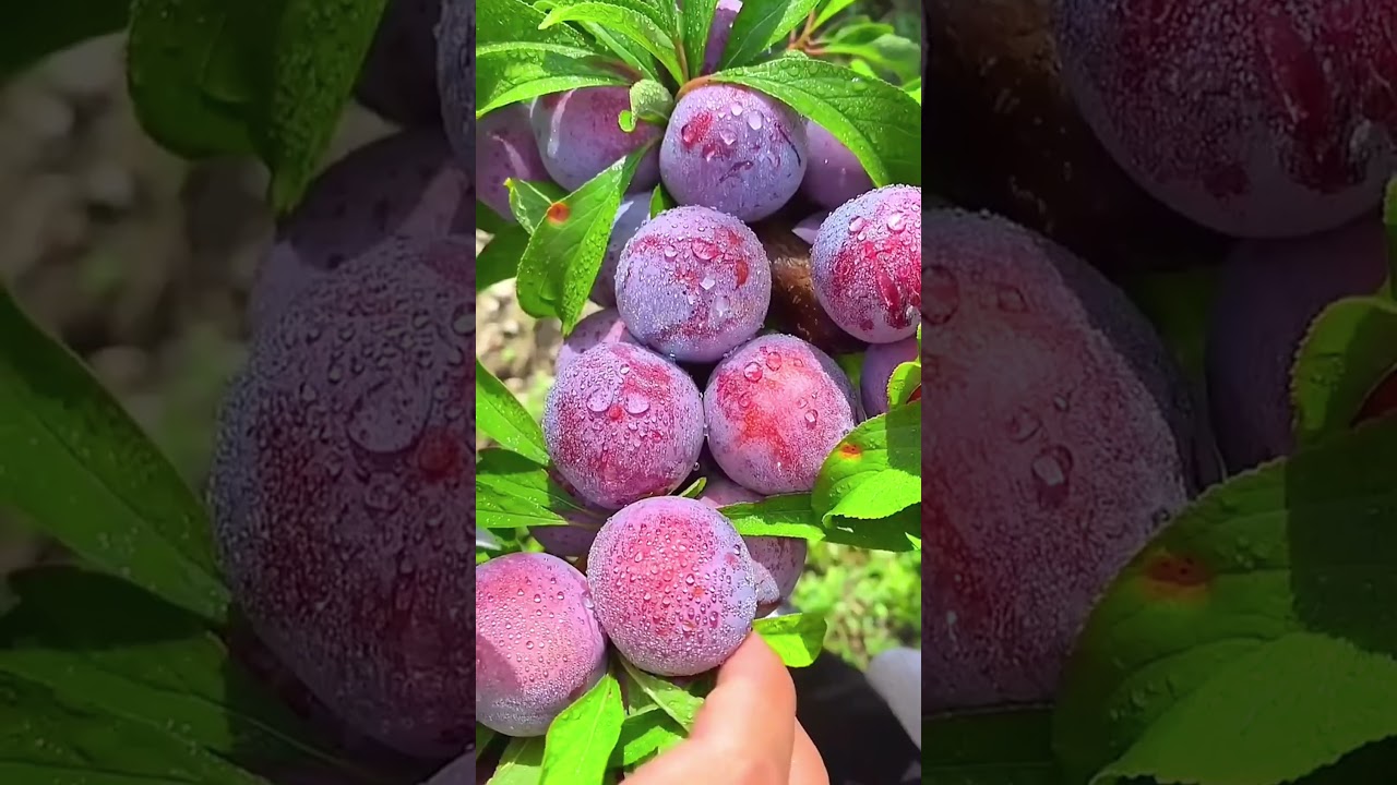 Enjoying the beautiful nature life and eating tasty fruits 🍊🥭🍓🍉🍎#shorts #nature #fruit