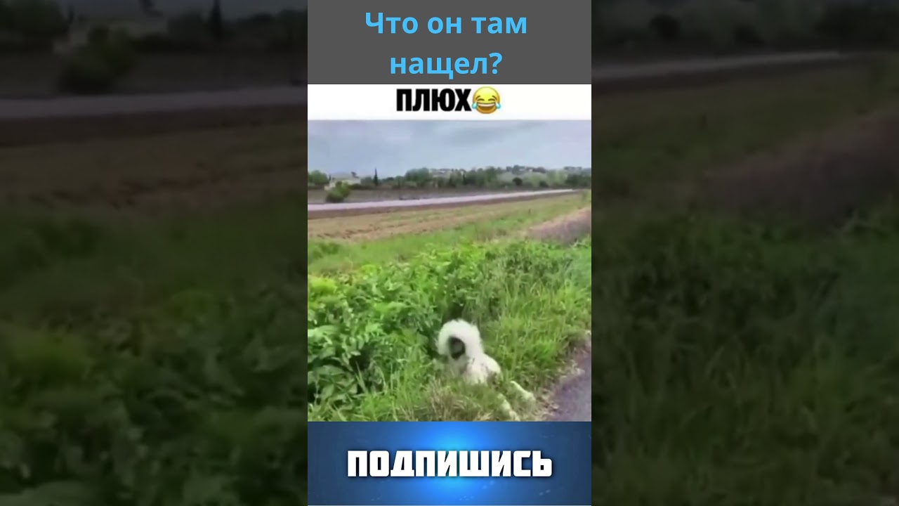 Что он там нашел? Funny animals, Смешные животные , веселые видео, юмор, подборка Shorts