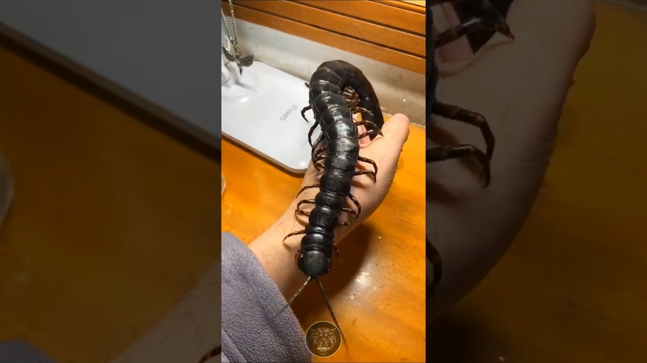 How Nature Transformed a Pet into a Majestic Hunter#animaljourney #animaltransform #beautifulnature