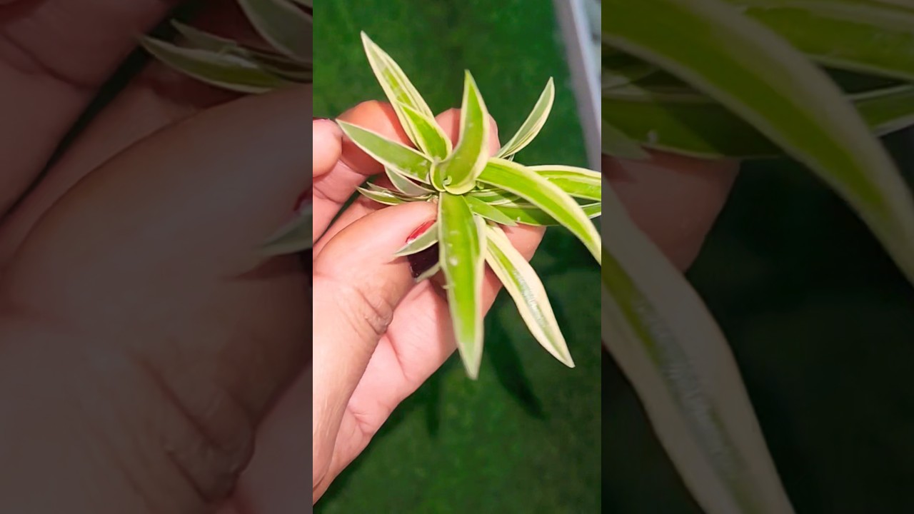 अपने काम में मस्त रहो!! #gardening #plants #nature #relaxing