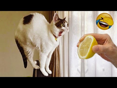 Попробуй не засмеяться 😂 Смешные коты 😹 FUNNY ANIMALS 52