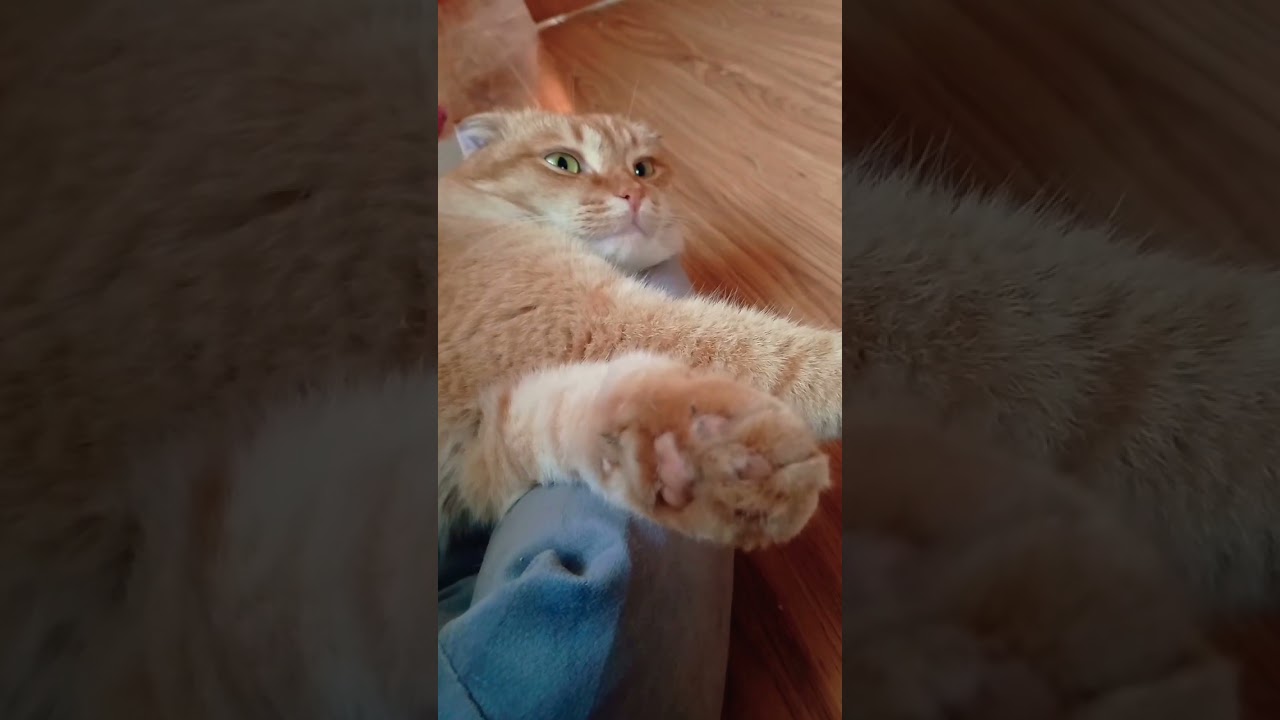 цитатыпрожизнь цитатыосмысле заработок shorty cat мурзик