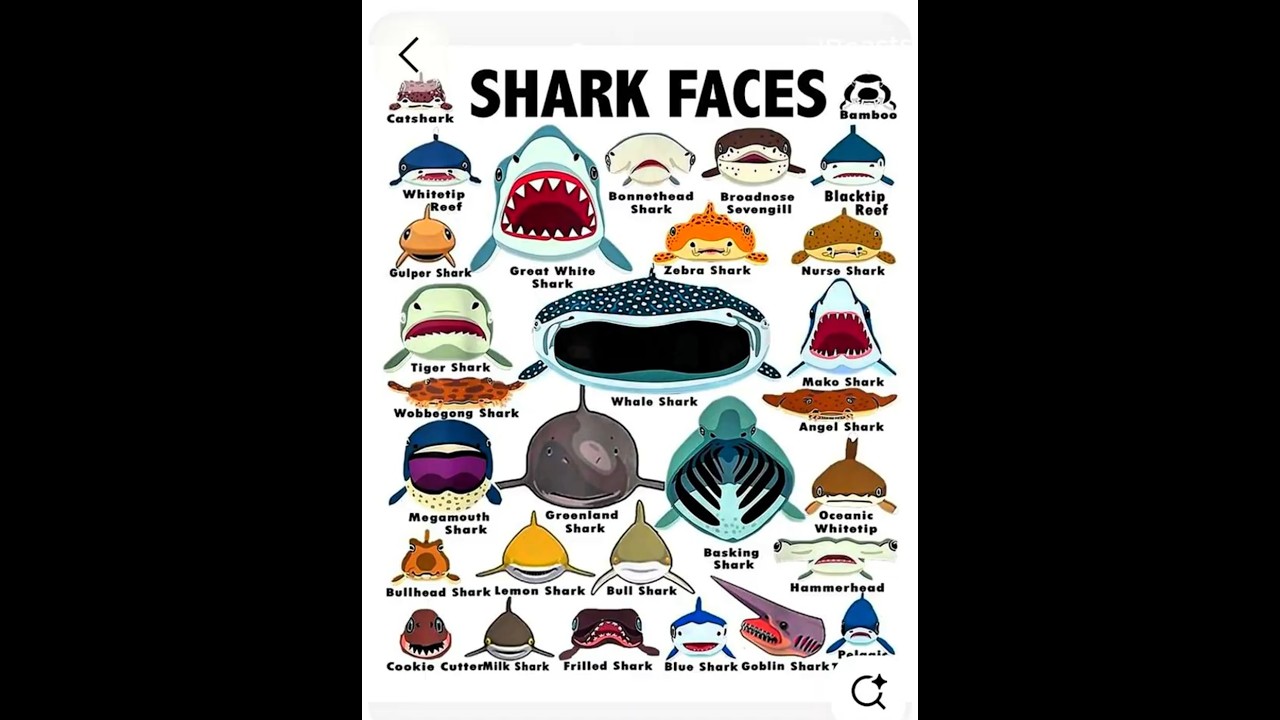 Types of Sharks Gran Maja VS Bloop sharks elgranmaja bloop viralshorts animals deepsea