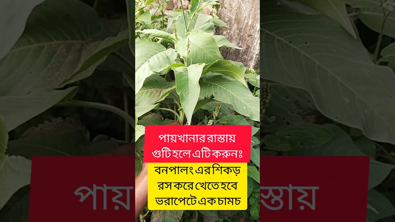 বনপালং #vairlvlogs #nature #vairlvidoe #garden #plants #natural #motivation #shorts #trending #yt