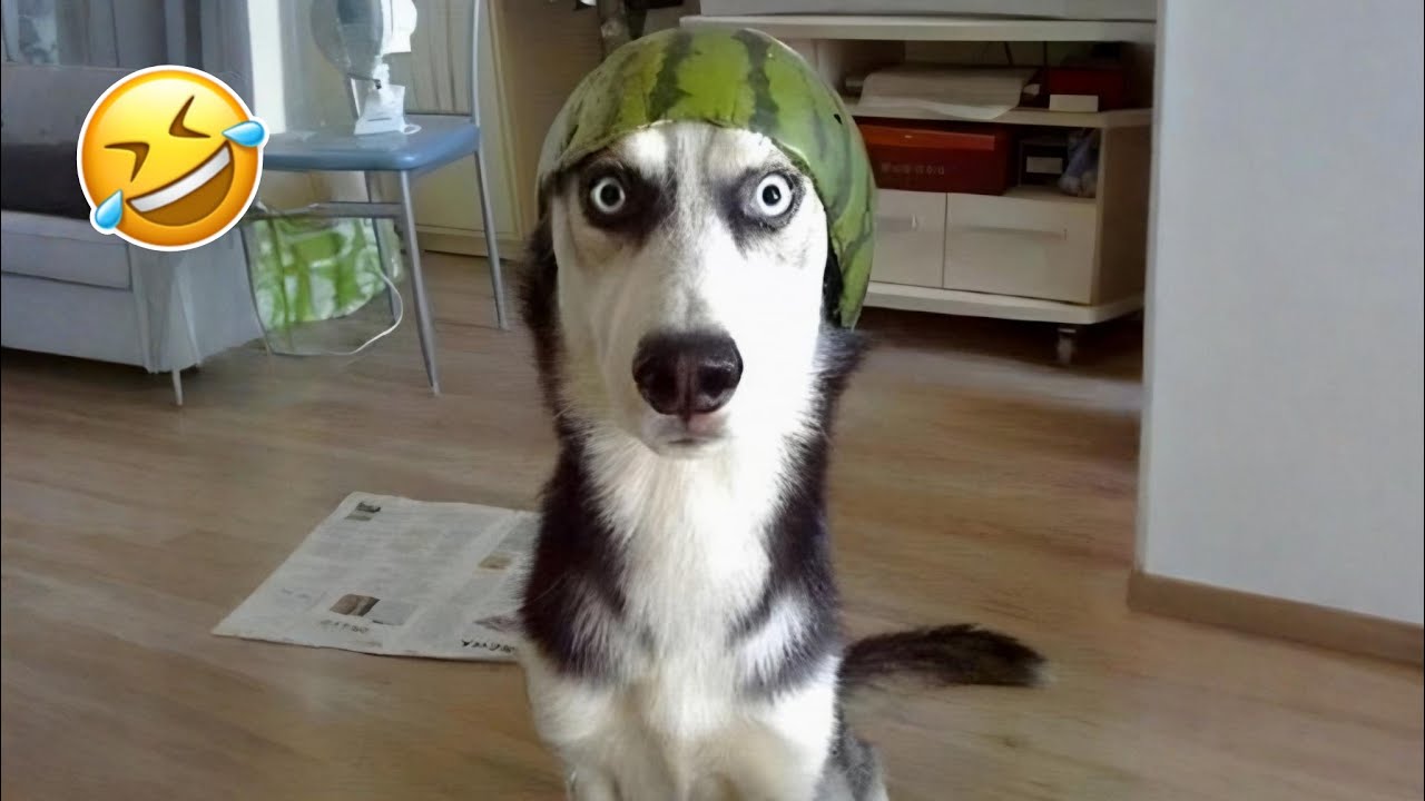 Funniest Cats & Dogs of 2025 🐾😂 | Try Not To Laugh Challenge!