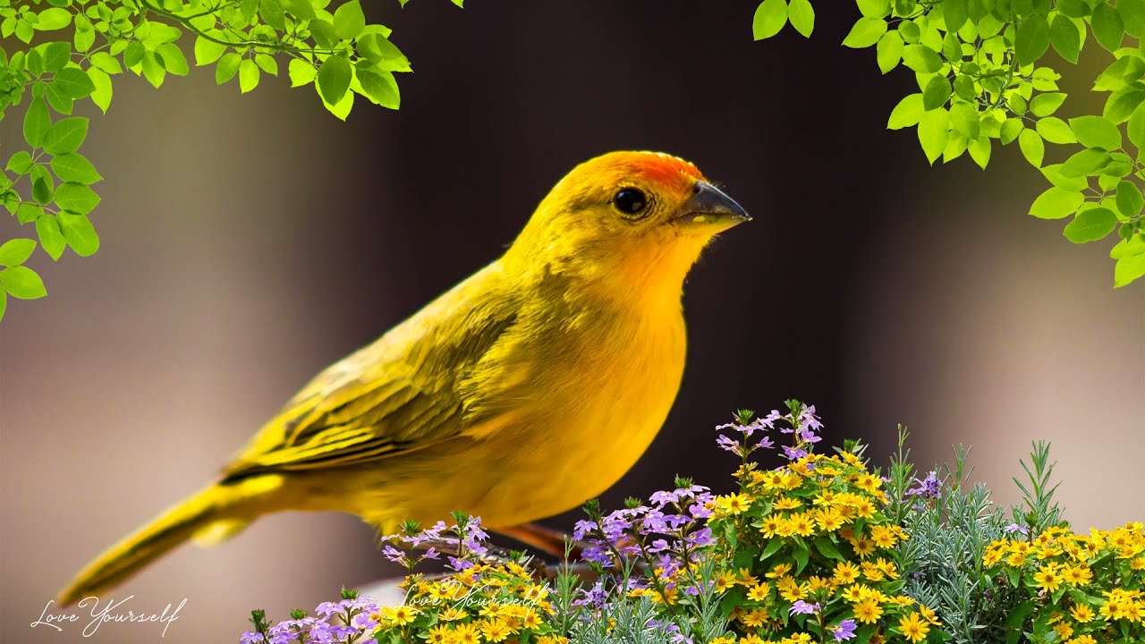 Успокаивающая музыка для нервов 🌿 лечебная музыка для сердца и сосудов, релакс, музыка для души 289