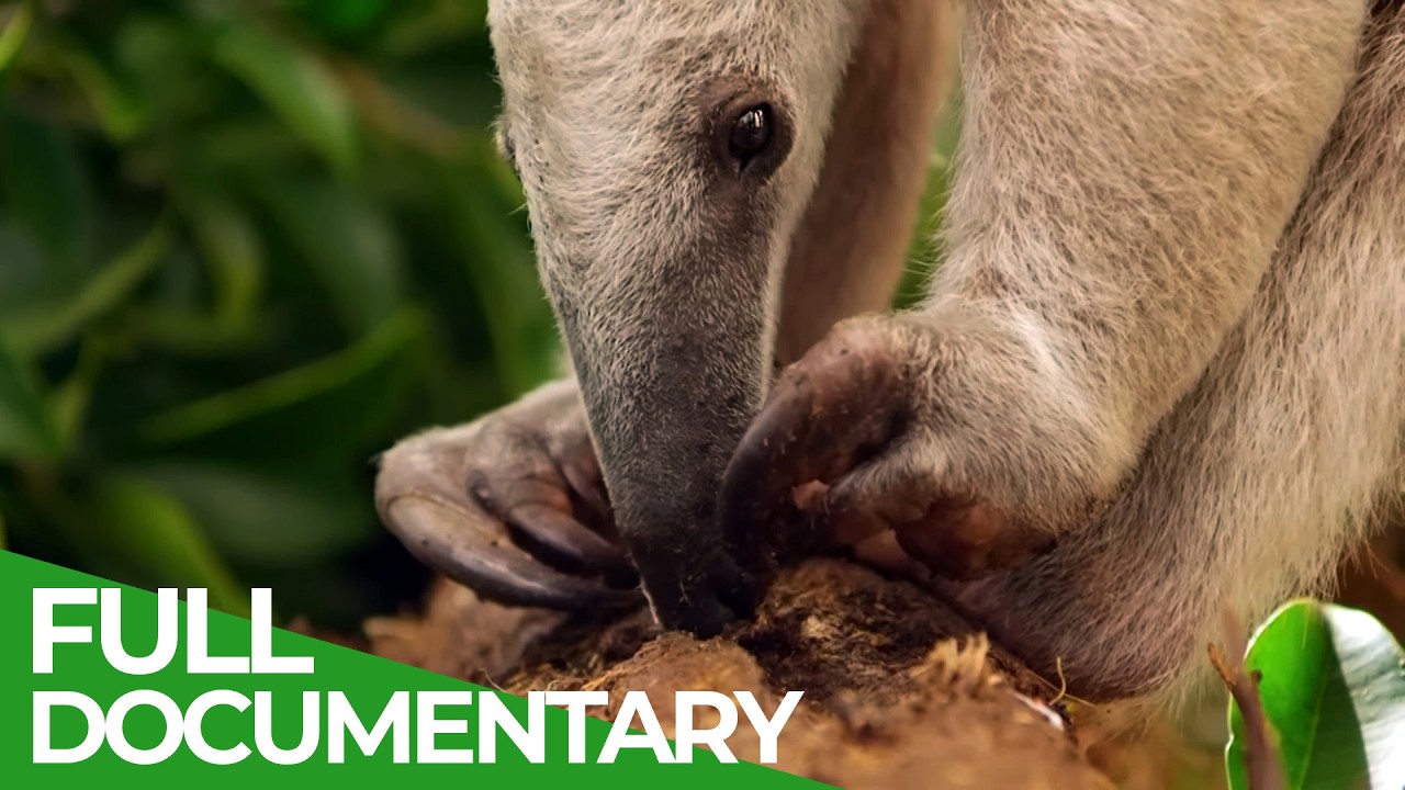 Wild Colombia - Fantastic Creatures | The Lost Eden | Free Documentary Nature