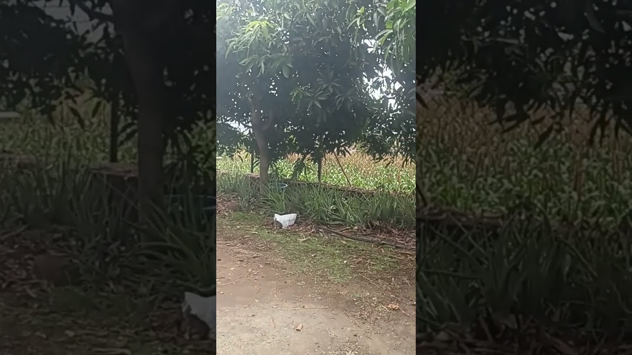 mango harwasting shorts  youtube short ytshorts mango summer amras amras puri resort nature