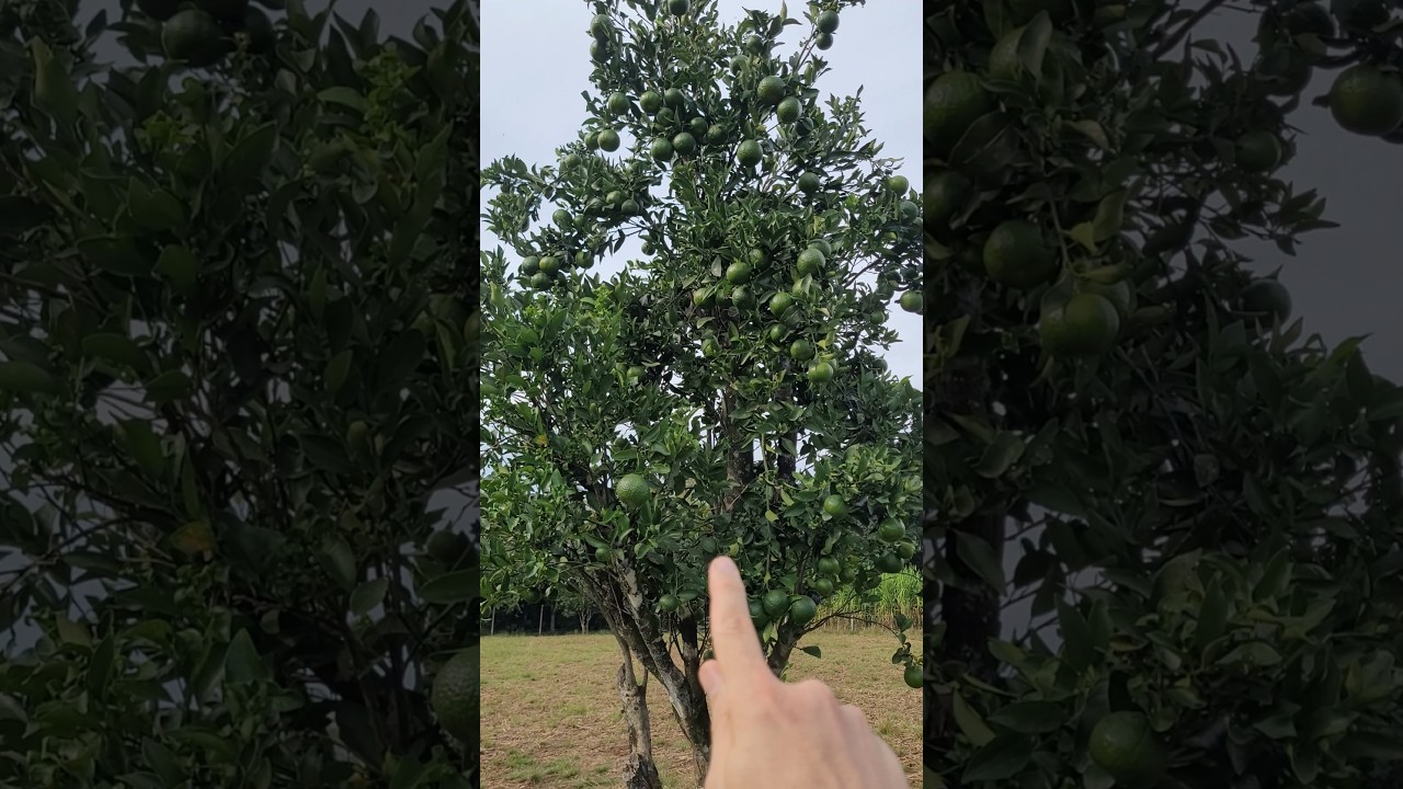 Poda Drástica Faz Qualquer Frutífera Produzir Frutas Novamente