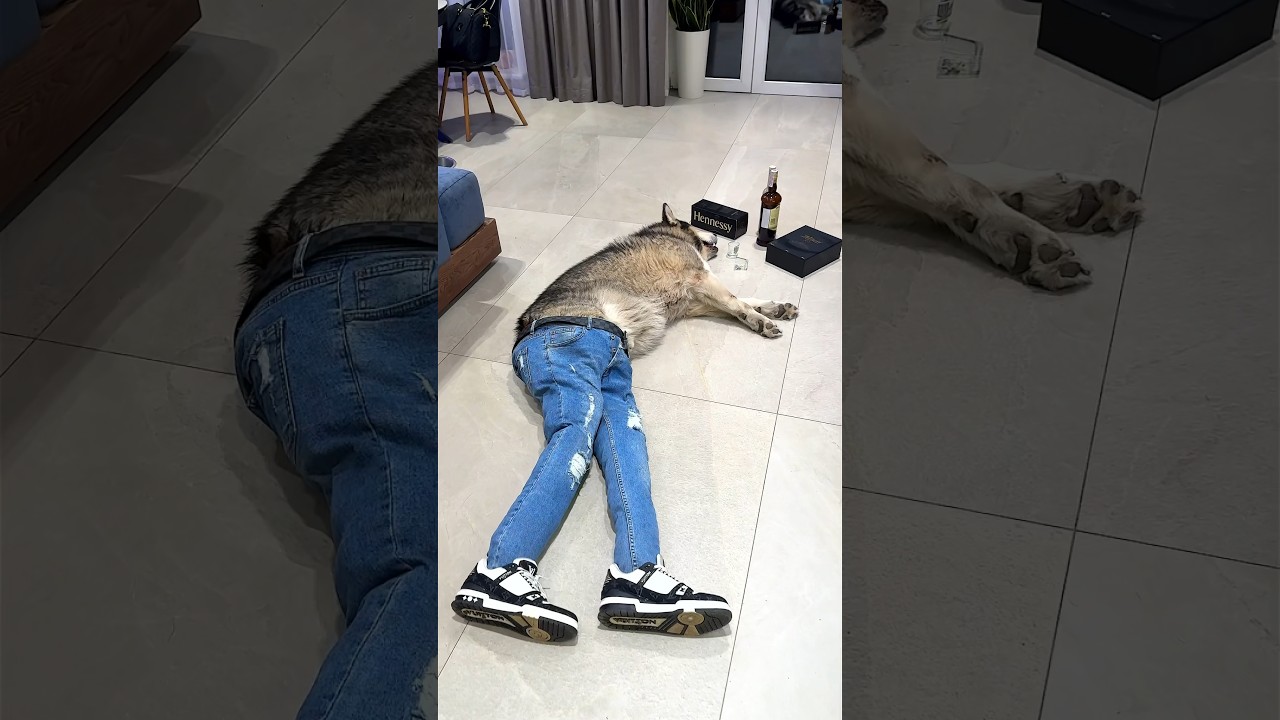 ПЬЯНАЯ СОБАКА НА ПОЛУ / DRUNK DOG ON THE FLOOR