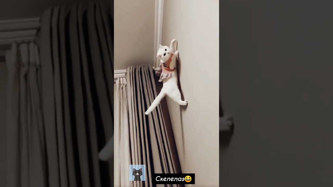 Самые смешные коты /Приколы с котами/СМЕШНЫЕ ЖИВОТНЫЕ 2023/Funny cats/Funniest Cats/Gatos engraçados