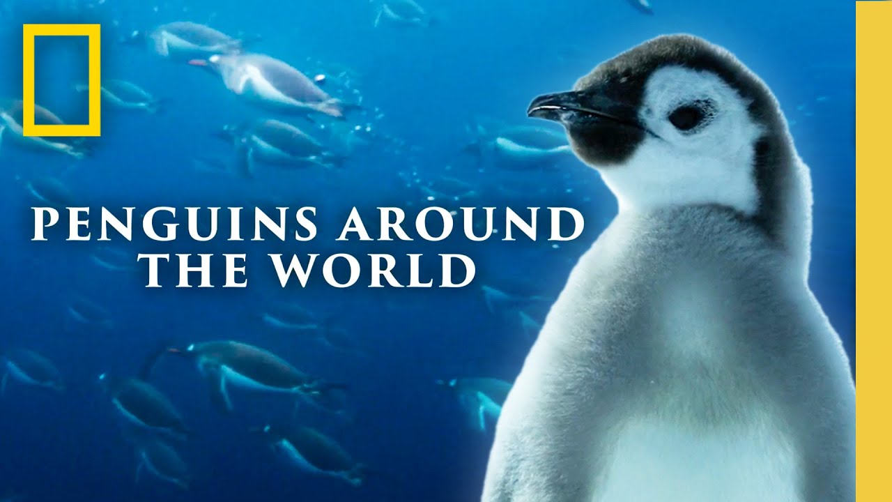 Lofi Penguins Around the World (Chill Beats + Nature Sounds) | Secrets of the Penguins | Nat Geo
