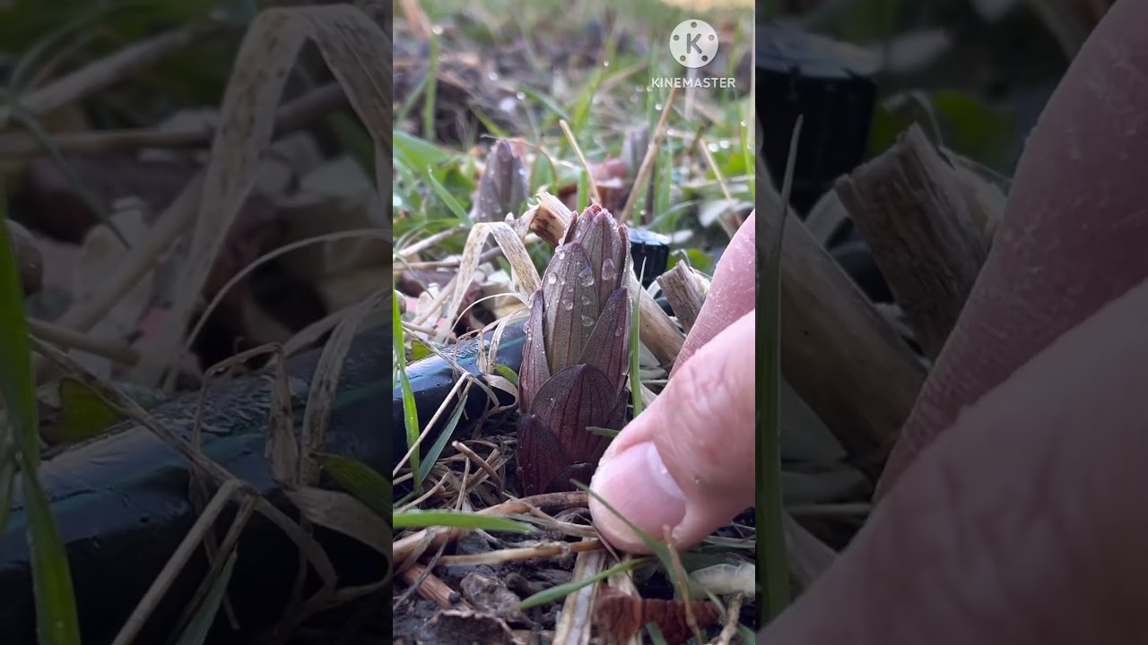 Joy Of Gardening 2 #shorts #naturelovers #nature #satisfying #plants #lily #greenthumb #spring