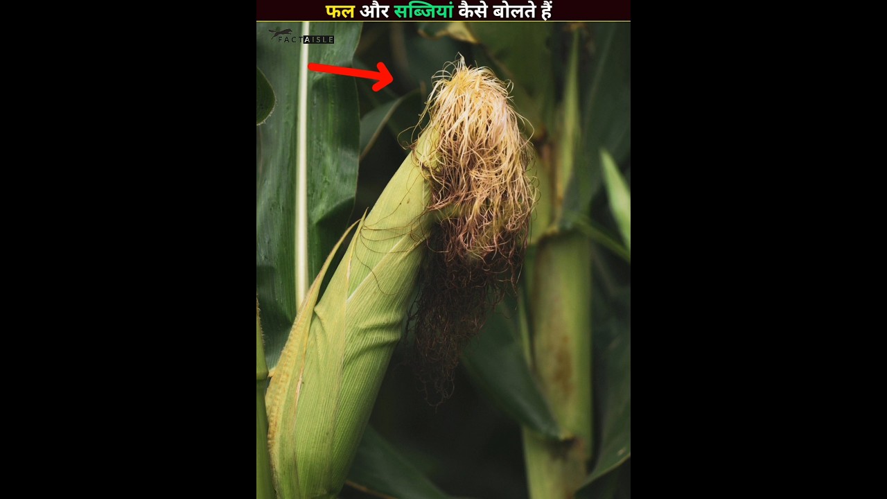 Everything In Nature Speaks, iF You UNDERSTAND 😱 PART 4