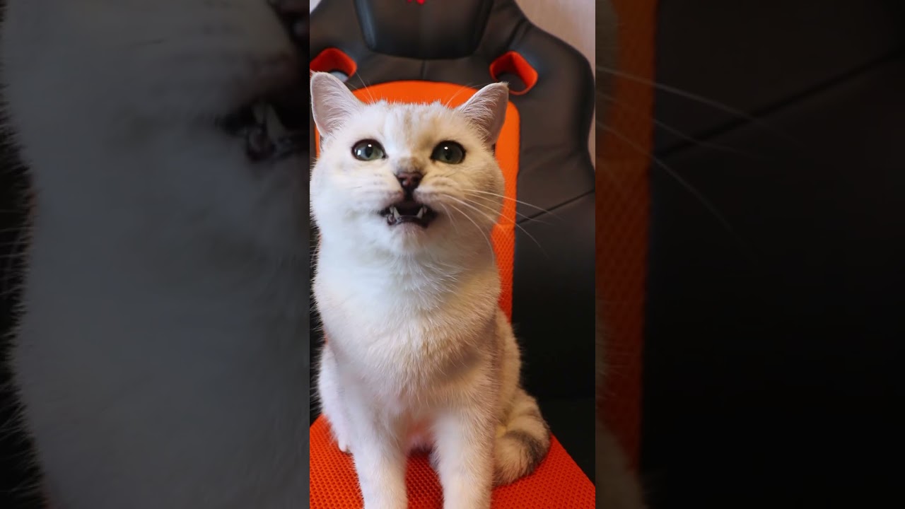 БЕЛКА ЛЮБИТ КОШАЧЬЮ МЯТУcats cat прикол