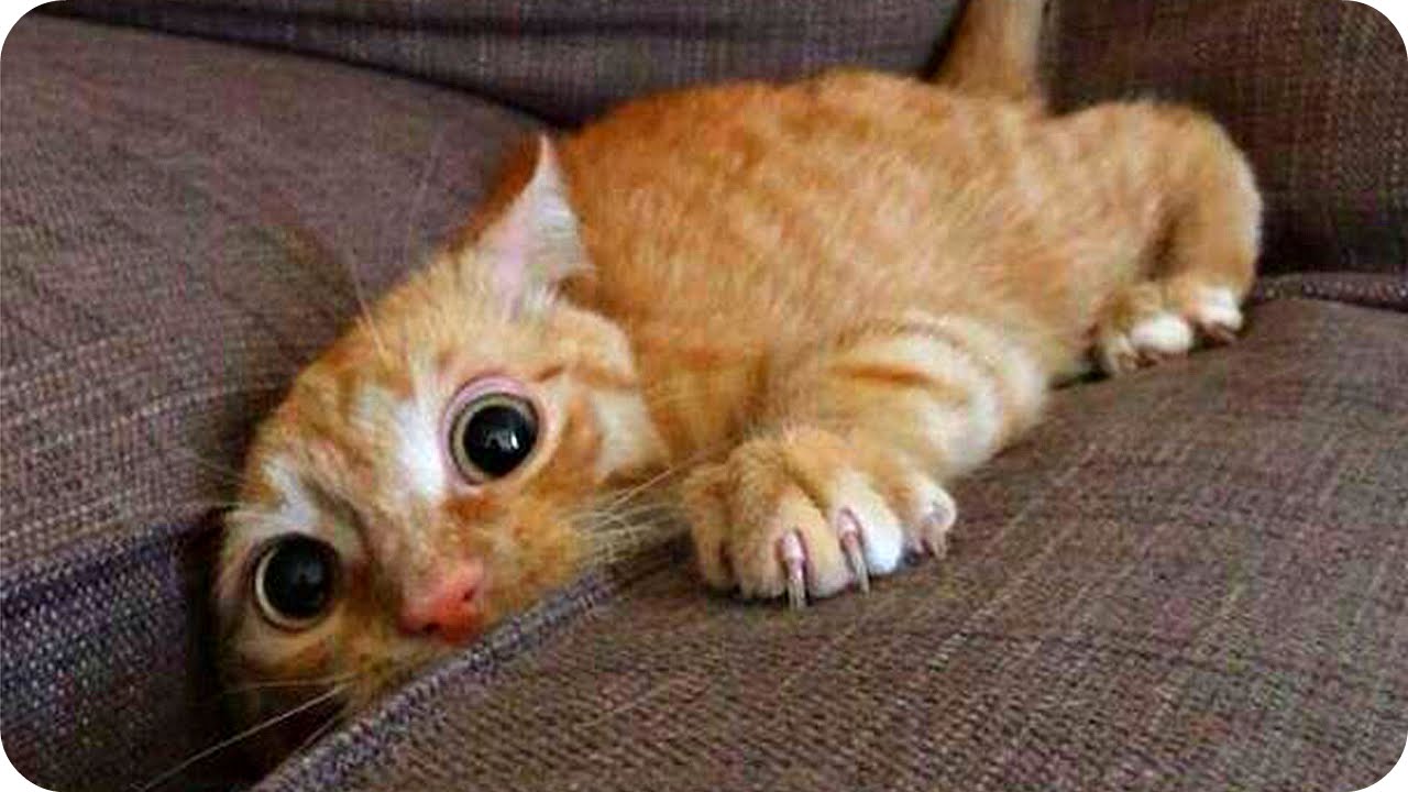 СМЕШНЫЕ ЖИВОТНЫЕ 2023! Веселая Видео Подборка! Funny Animals Compilation 2023