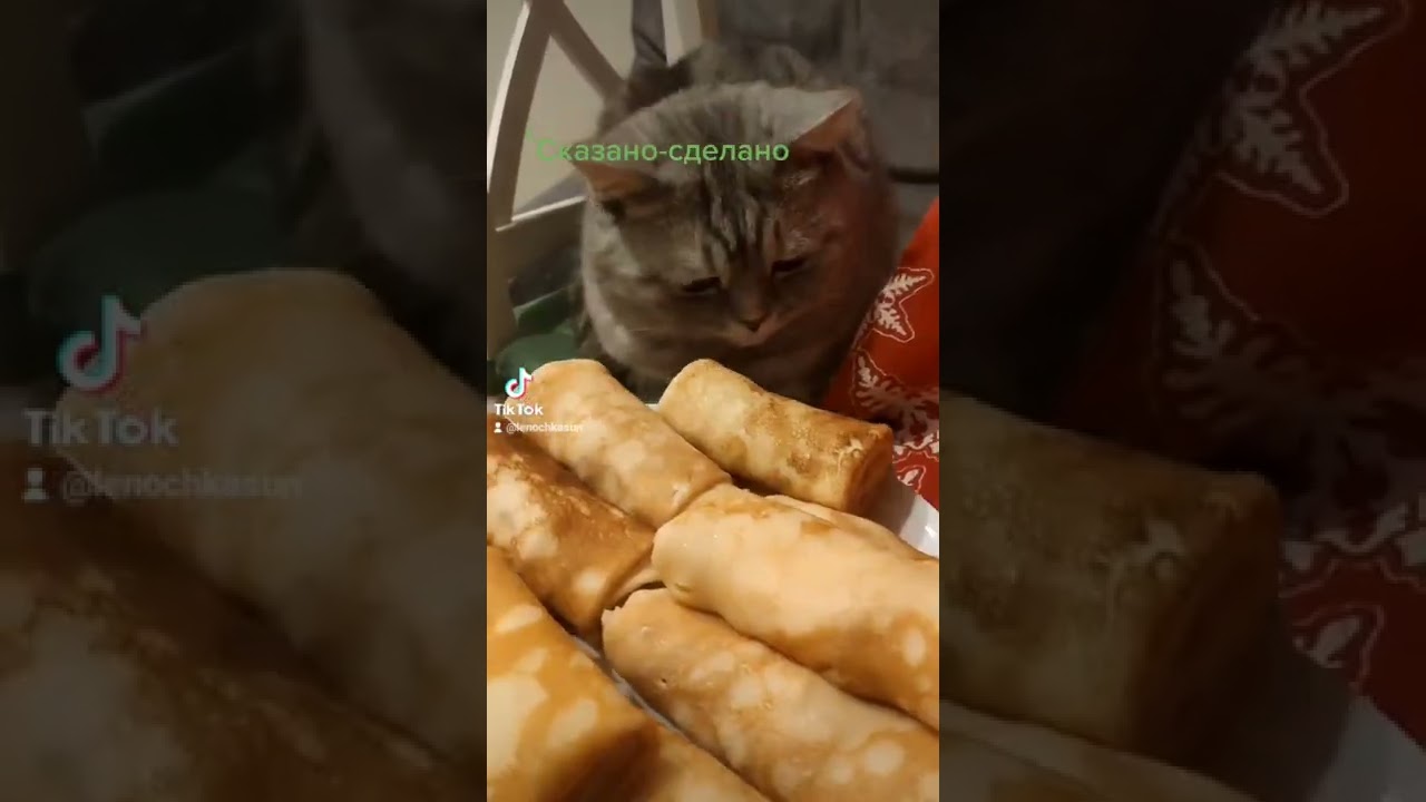 Кот захотел блинов на масленицу масленица блины блинчики сметана кот котики cats приколы