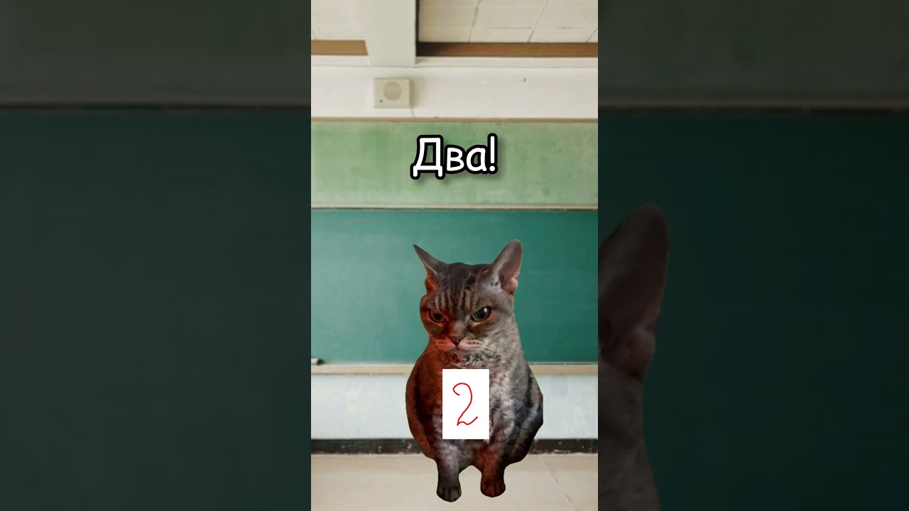 Типичный класс😂🤣 школа shorts tiktok youtube котики футажи хочуврек