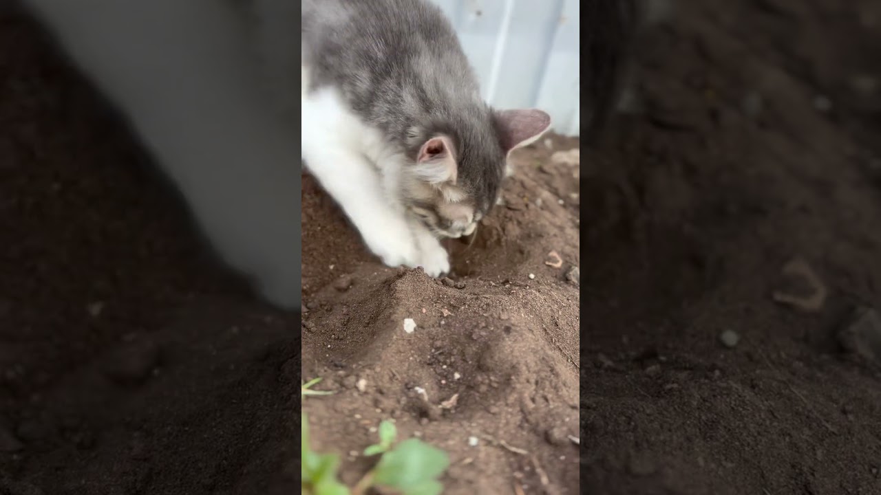 cat животные кошка милота смешныеживотные видео милыеживотные эстетик shorts