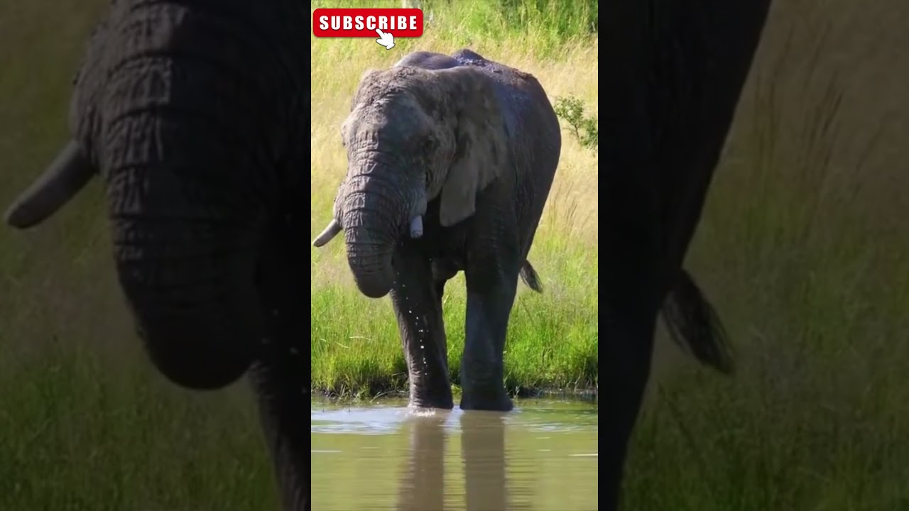 #junglelife #junglelifestyle # cute # funny #animalssounds #naturesvoice  #wildlife #nature #birds