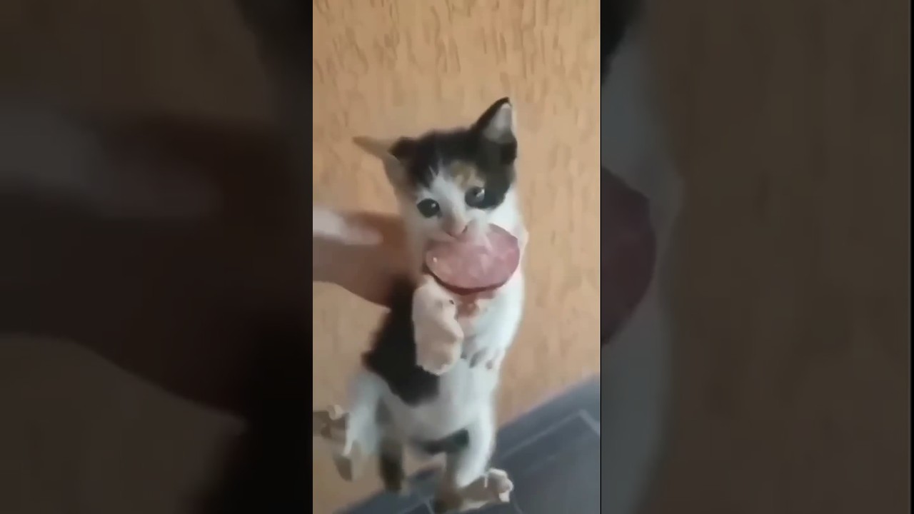 Супер ВИДЕО! Смешные Кошки и Собаки! 😂😂😂  Shorts Dog Cat