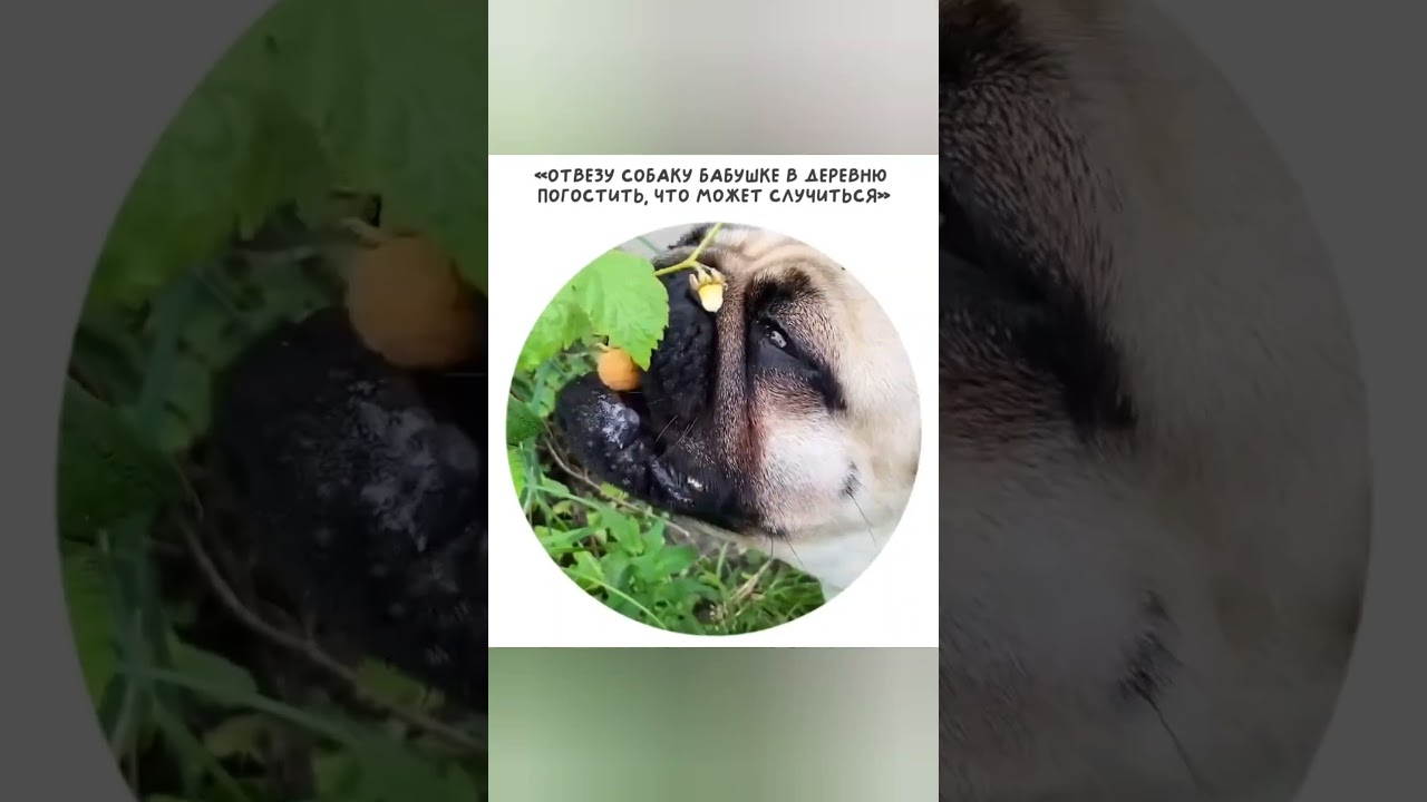 Ох уж эти мопсы🤣 собака любовь топ шортс animals