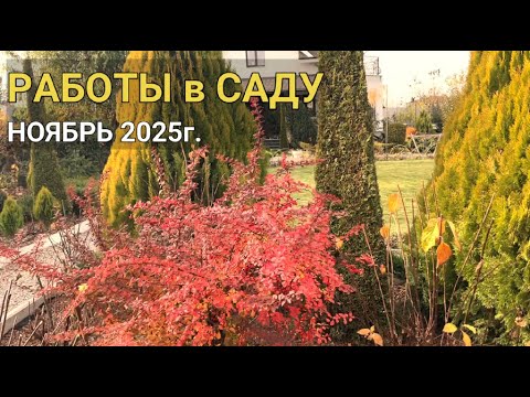 РАБОТЫ в САДУ Ноябрь 2025г: посадила пион, система полива зимой, розы, проросли лилии, что делать