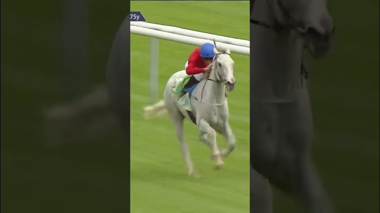 Estrange now 12/1 for the Arc horse horseracing sport britishhorseracing racingtv