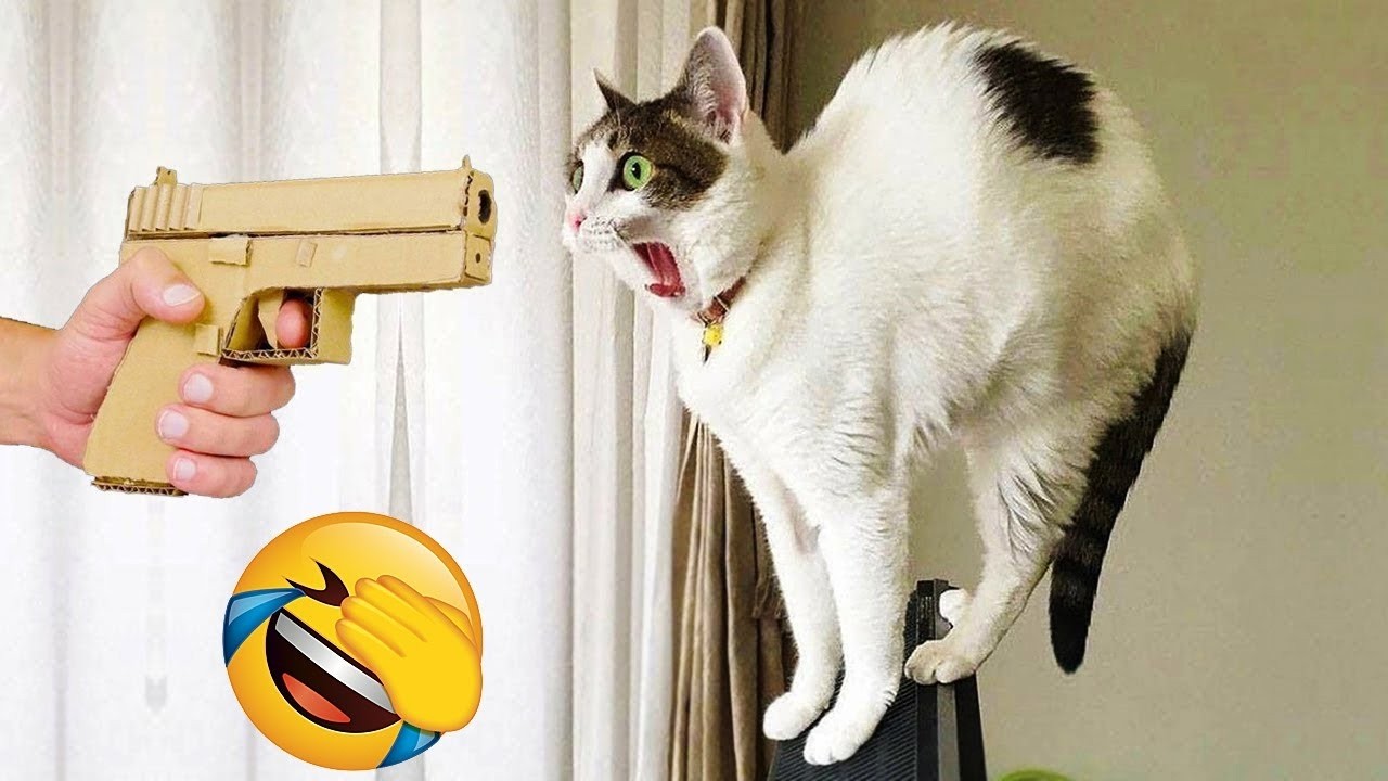 277 Hilarious Cats and Dogs Moments 2025😼🐶Try Not To Laugh😜
